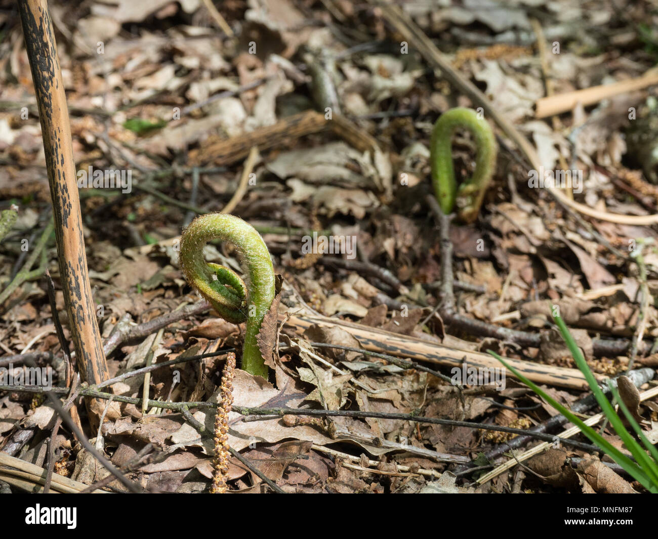 Unfurling bracken fronds amongst the brown litter of last seasons growth Stock Photo