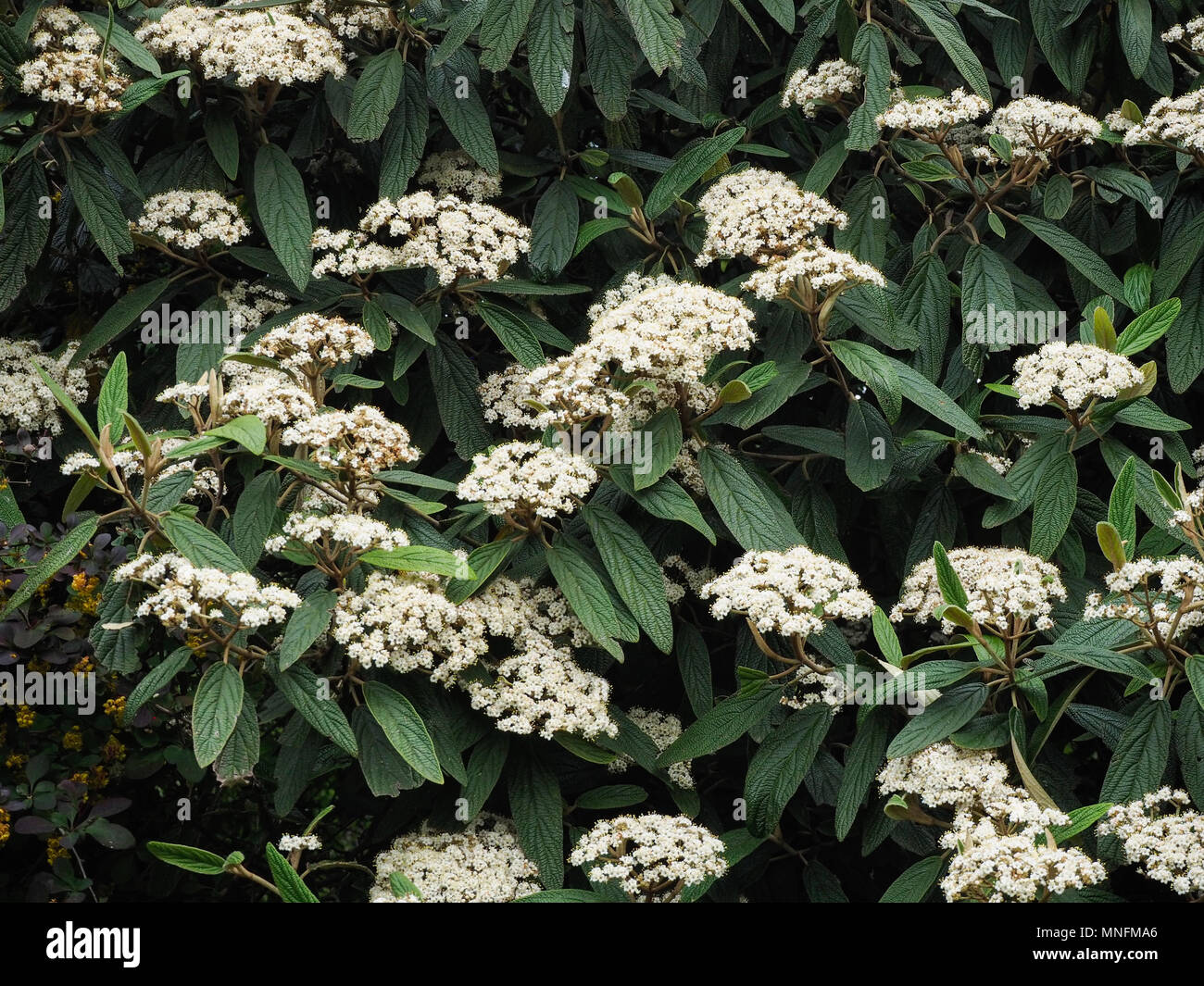 showing the white flowers and the deeply ribbed dark green foliage Stock Photo