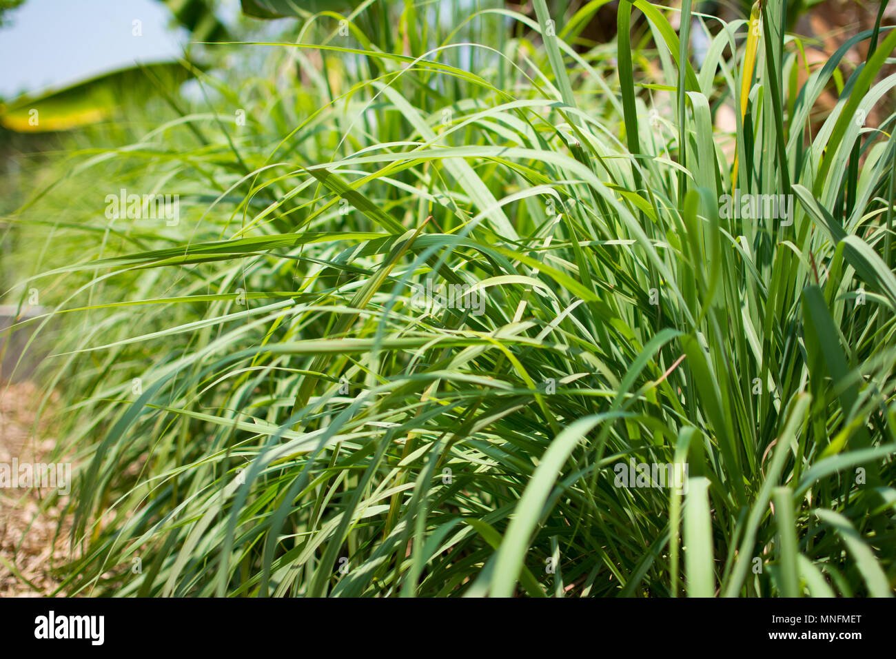 Lemongrass or Lapine or Lemon grass or West Indian or Cymbopogon citratus were planted on the ground. It is a shrub, its leaves are long and slender Stock Photo
