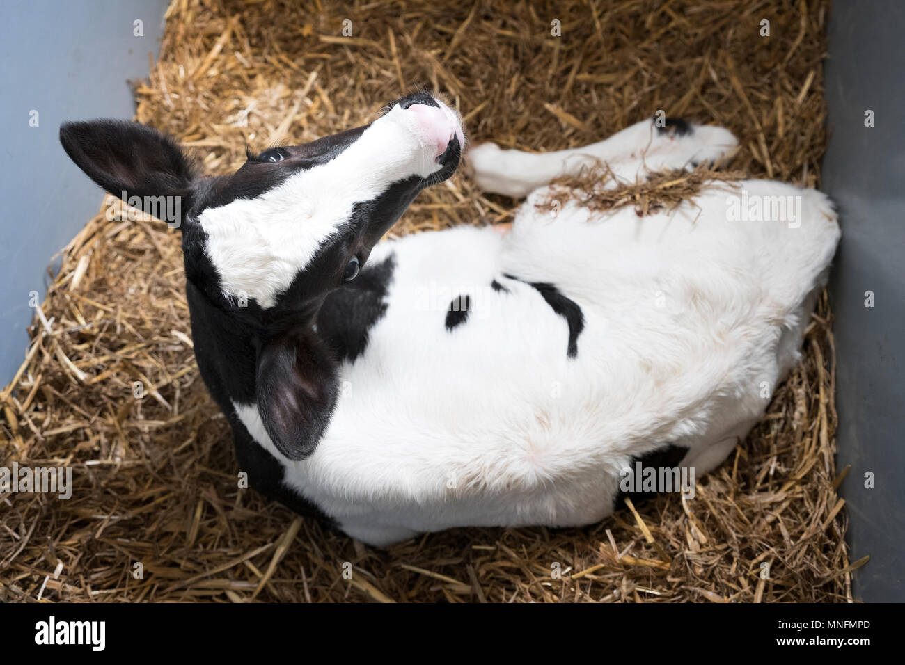 black and white calf on straw inside barn of farm in holland Stock ...