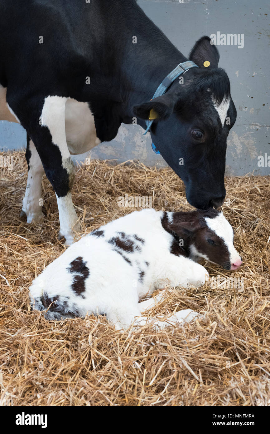 mother cow and newborn black and white calf in straw inside barn of ...