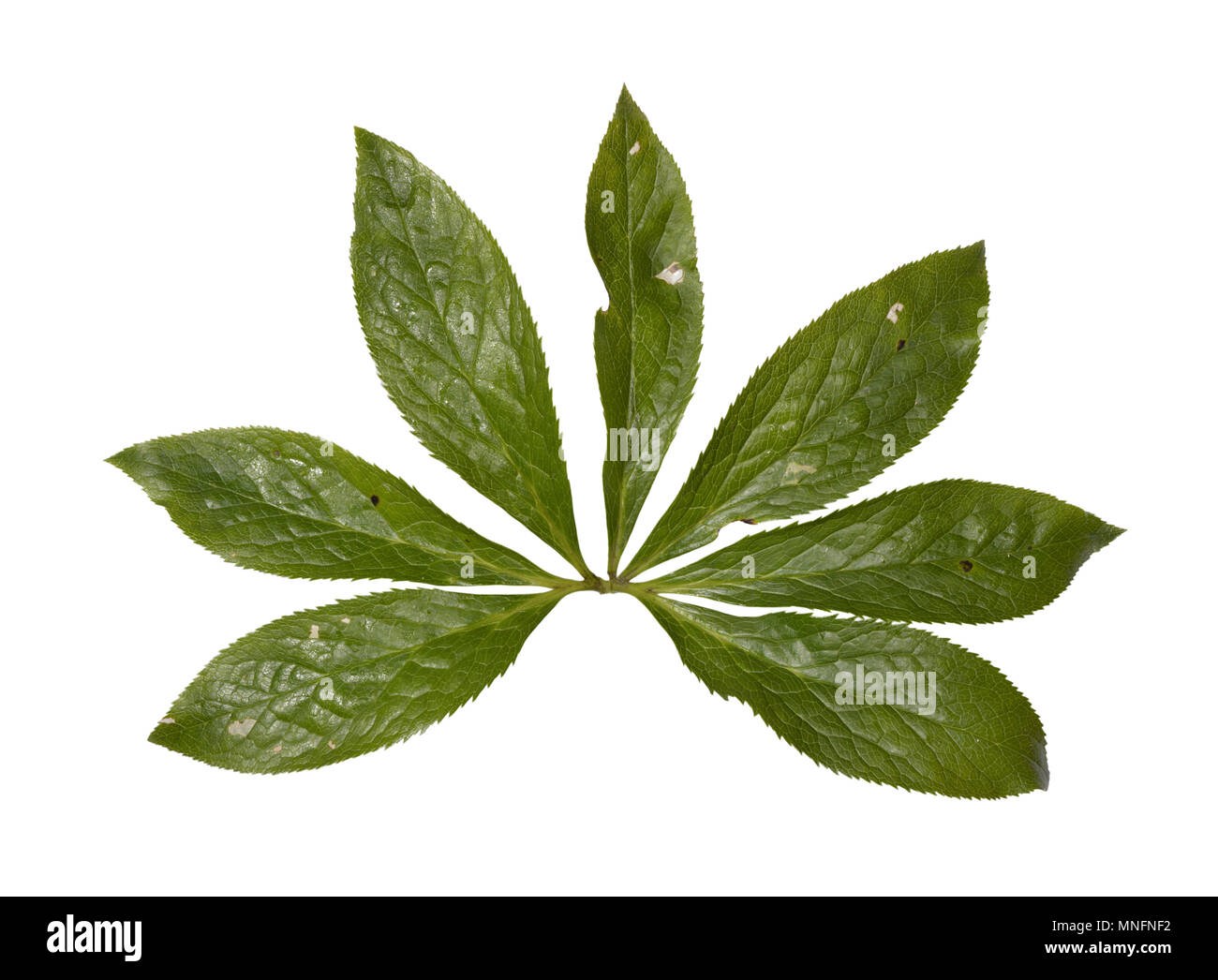 Helleborus Leaf High Resolution Stock Photography And Images Alamy Helleborus Leaf High Resolution Stock Photography And Images Alamy