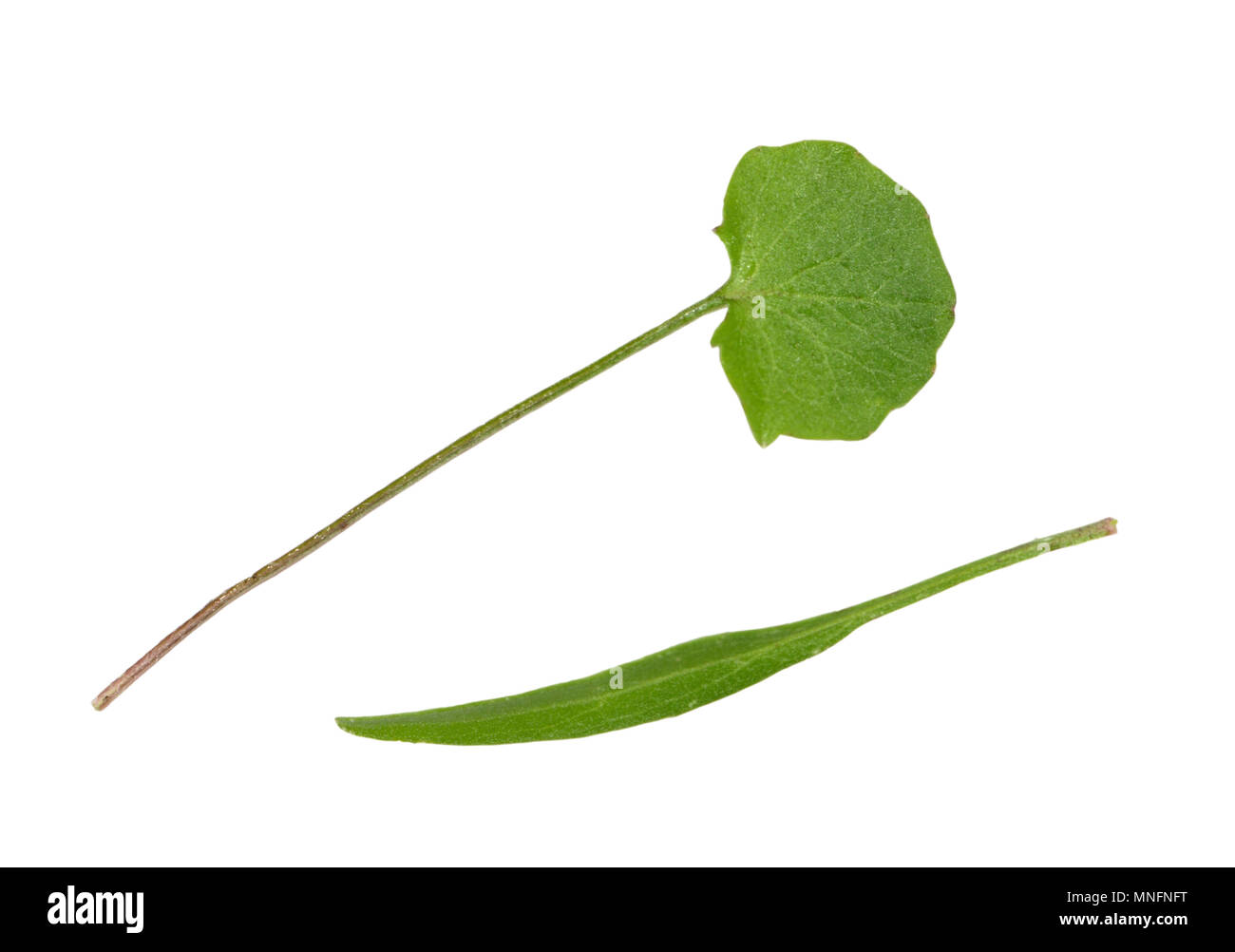 Harebell - Campanula rotundifolia Stock Photo