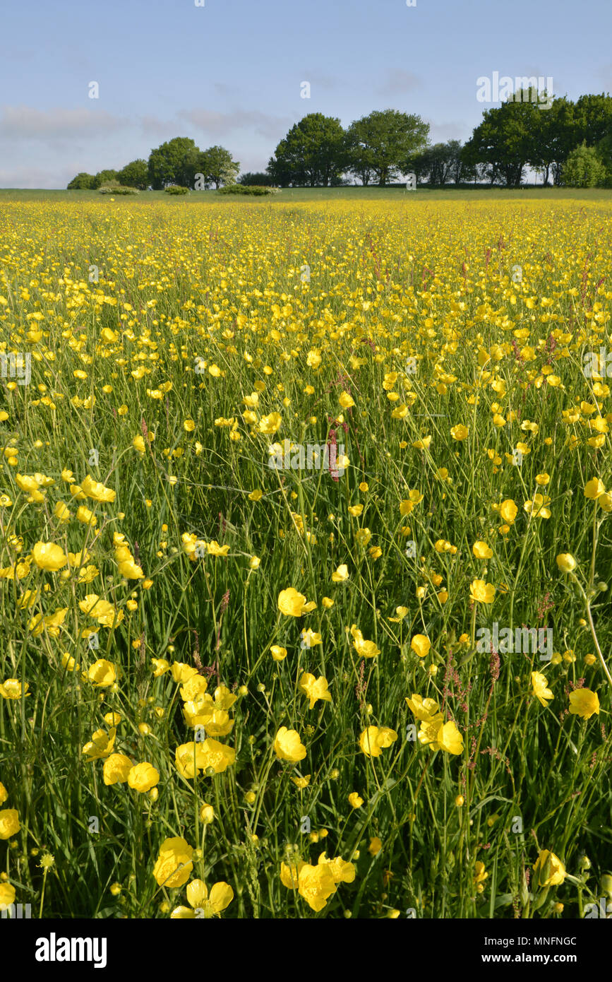 Meadow Buttercup - Ranunculus acris Stock Photo