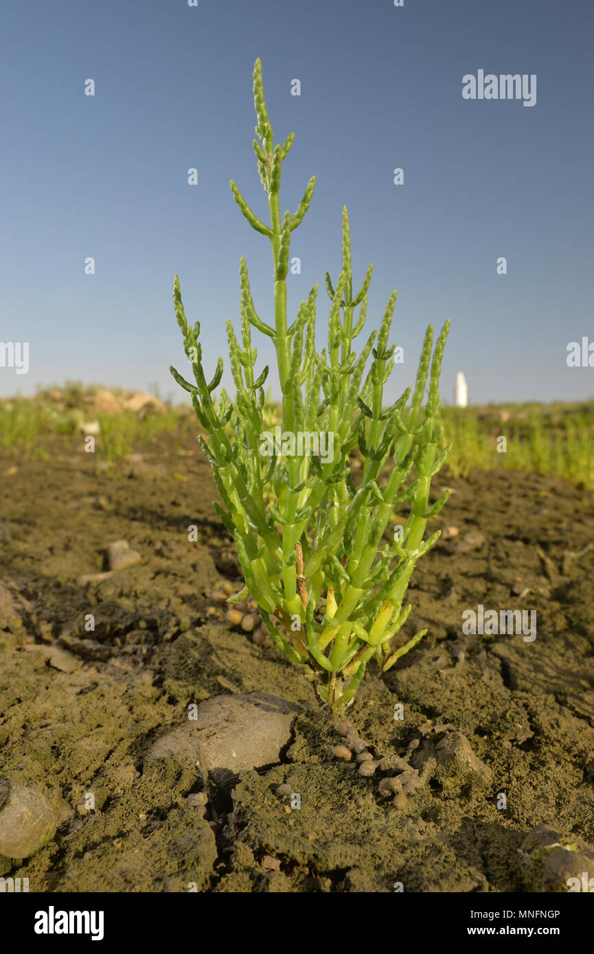 Common Glasswort - Salicornia europaea Stock Photo
