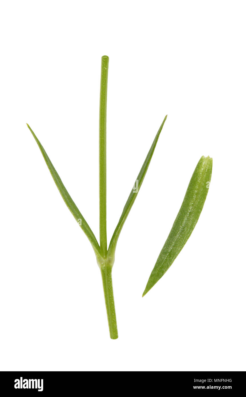 Lesser Stitchwort - Stellaria graminea Stock Photo