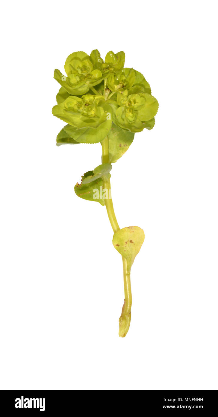 Sun Spurge - Euphorbia helioscopia Stock Photo
