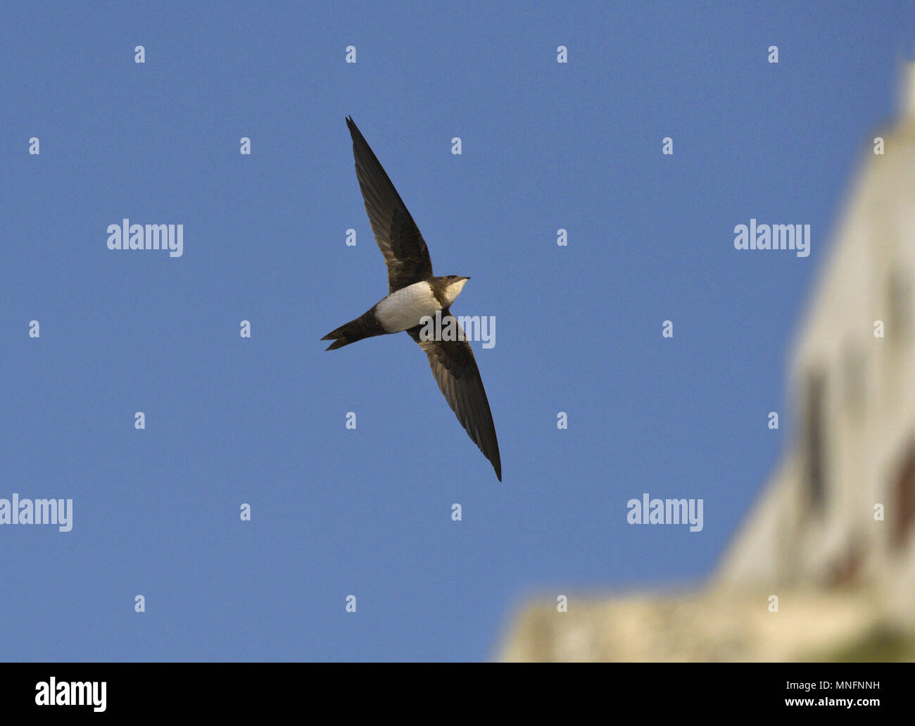 Alpine Swift - Apus melba Stock Photo - Alamy