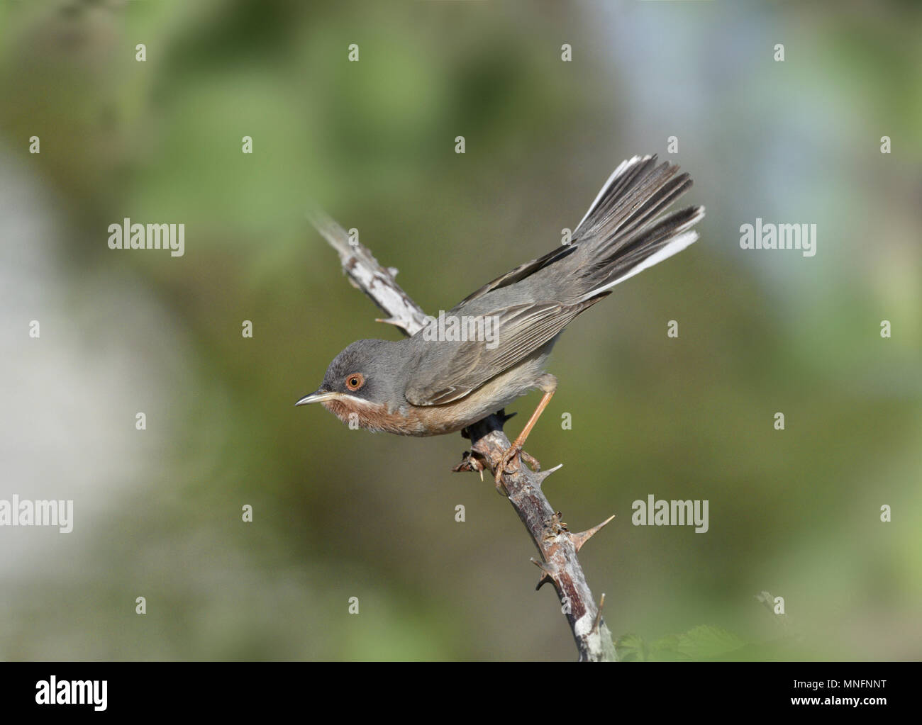 Eastern Subalpine Warbler - Sylvia cantillans Stock Photo
