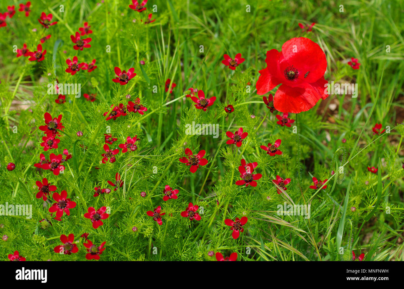 a meadow with Adonis annua, the Pheasant's eye and Papaver rhoeas, the Common poppy Stock Photo