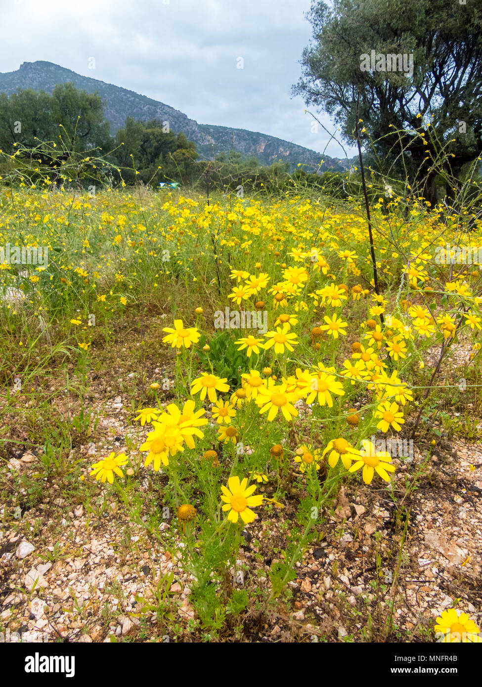 Field of golden daisies growing in Italian meadow Stock Photo Alamy