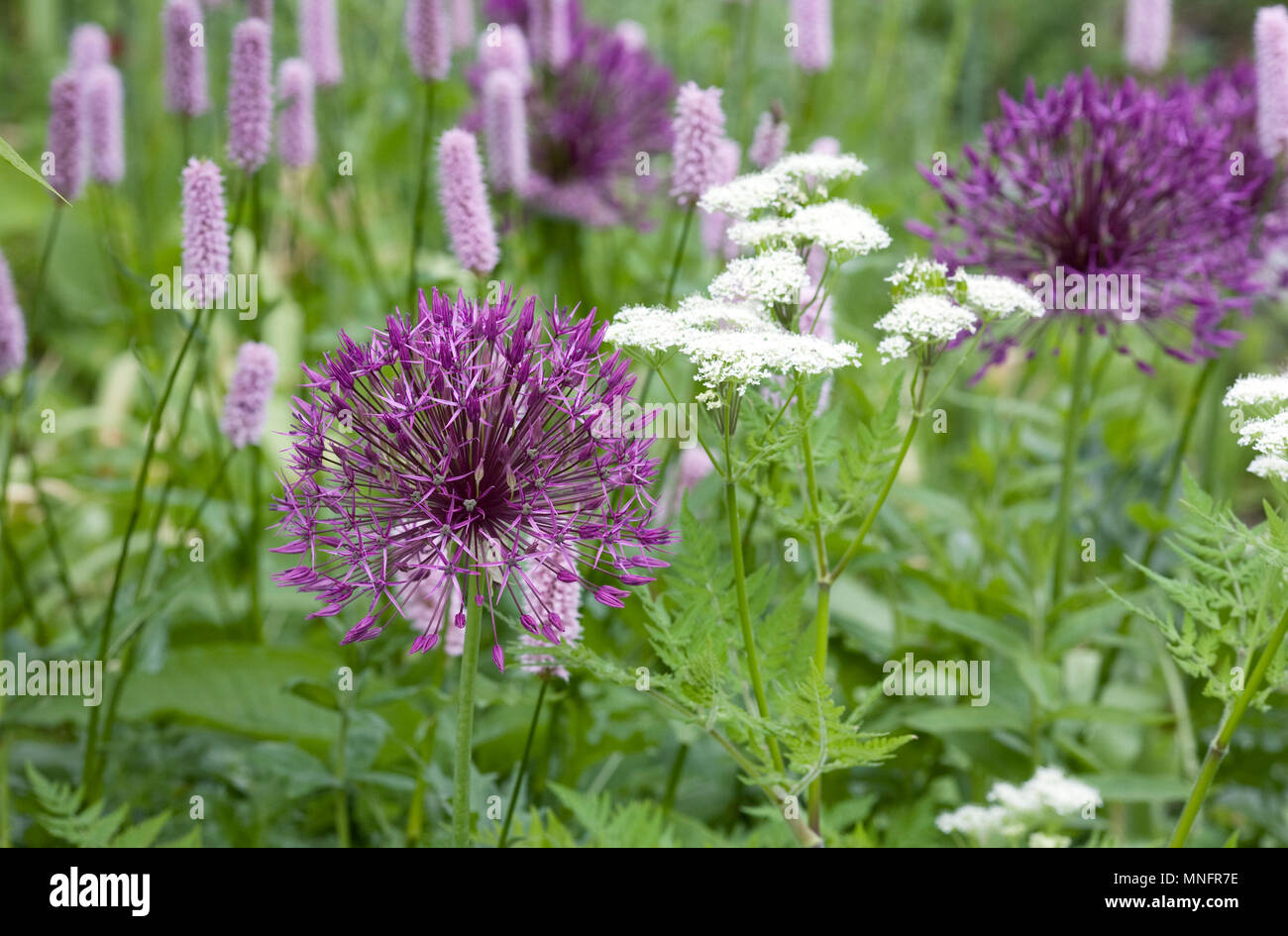 Purple onion flowers hi-res stock photography and images - Alamy