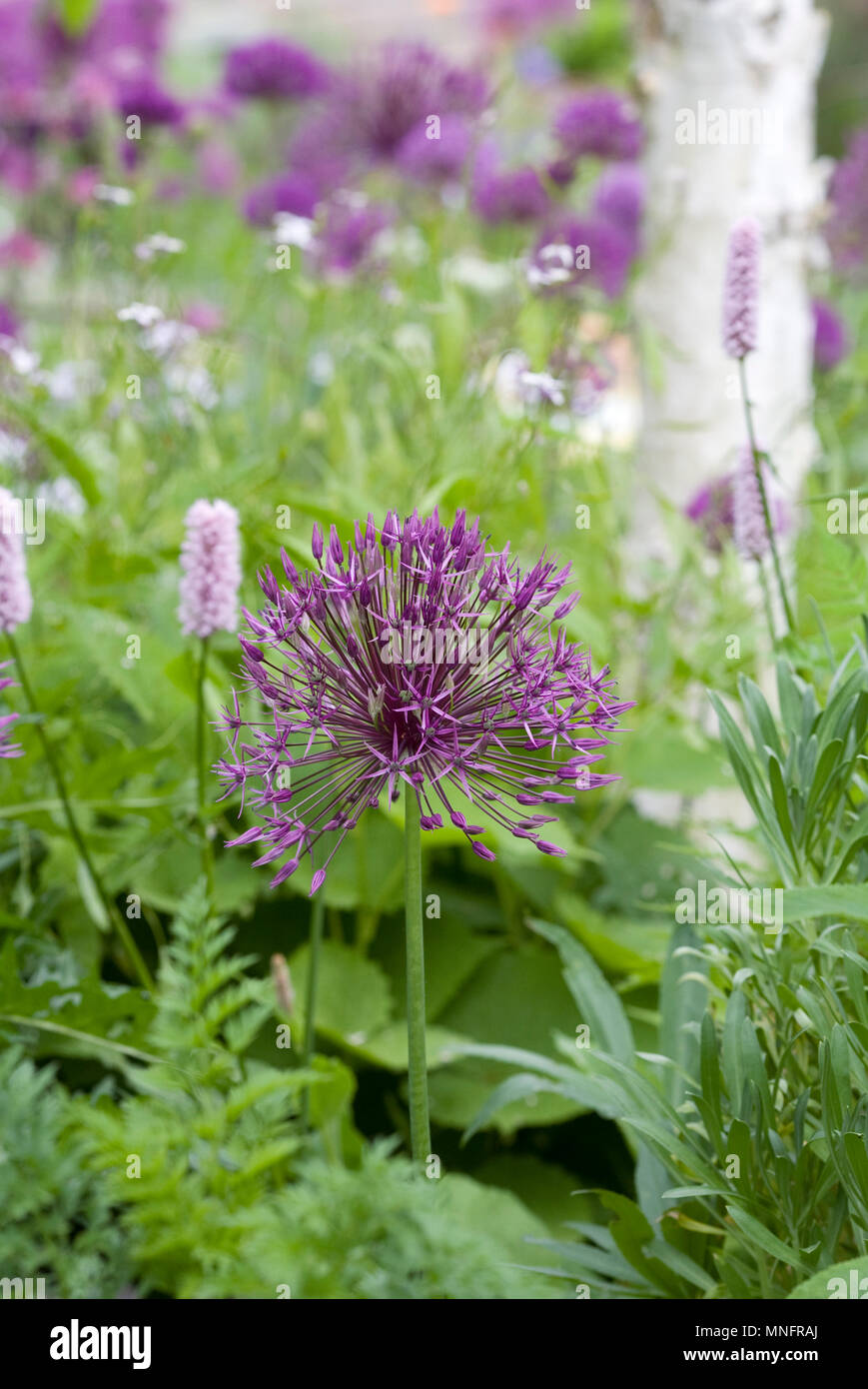 Purple onion flowers hi-res stock photography and images - Alamy