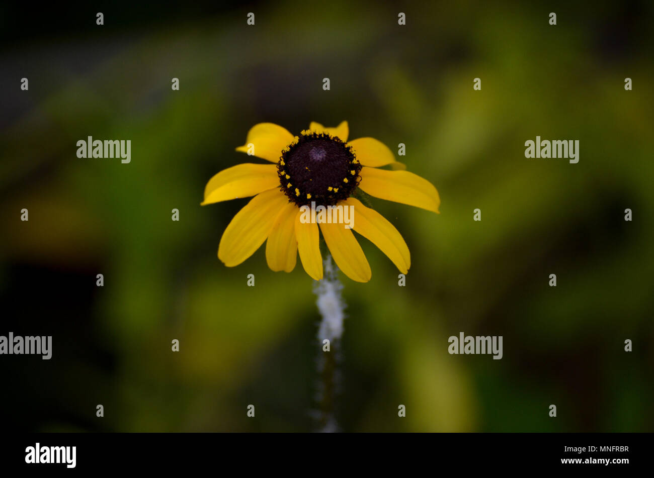 Yellow flower with brown center hires stock photography and images Alamy