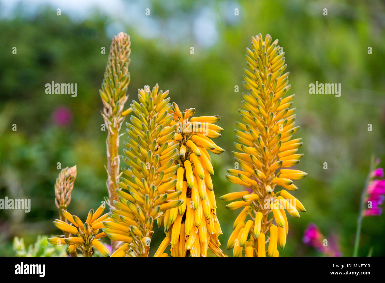 Mallorca, Aloe vera plant blooming at the coast Stock Photo - Alamy