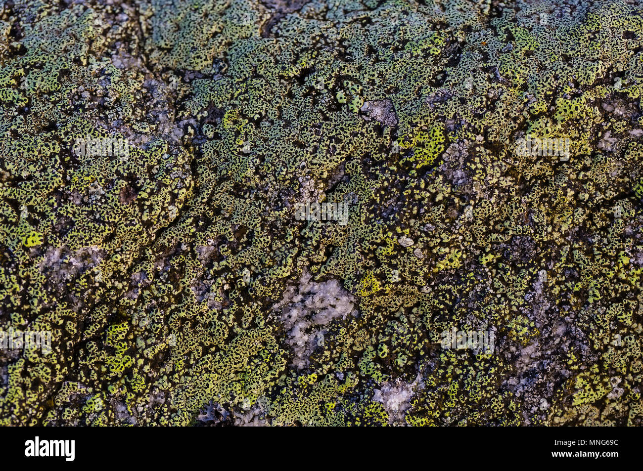 Sometimes you have to stop and narrow your vision from the big picture all around you to a minute patch of lichen growing on granite Stock Photo