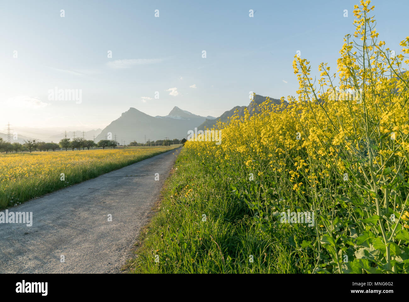 gravel road parting a rapeseed canola field and a yellow wildflower meadow with the setting sun disappearing behind a beautiful mountain landscape Stock Photo