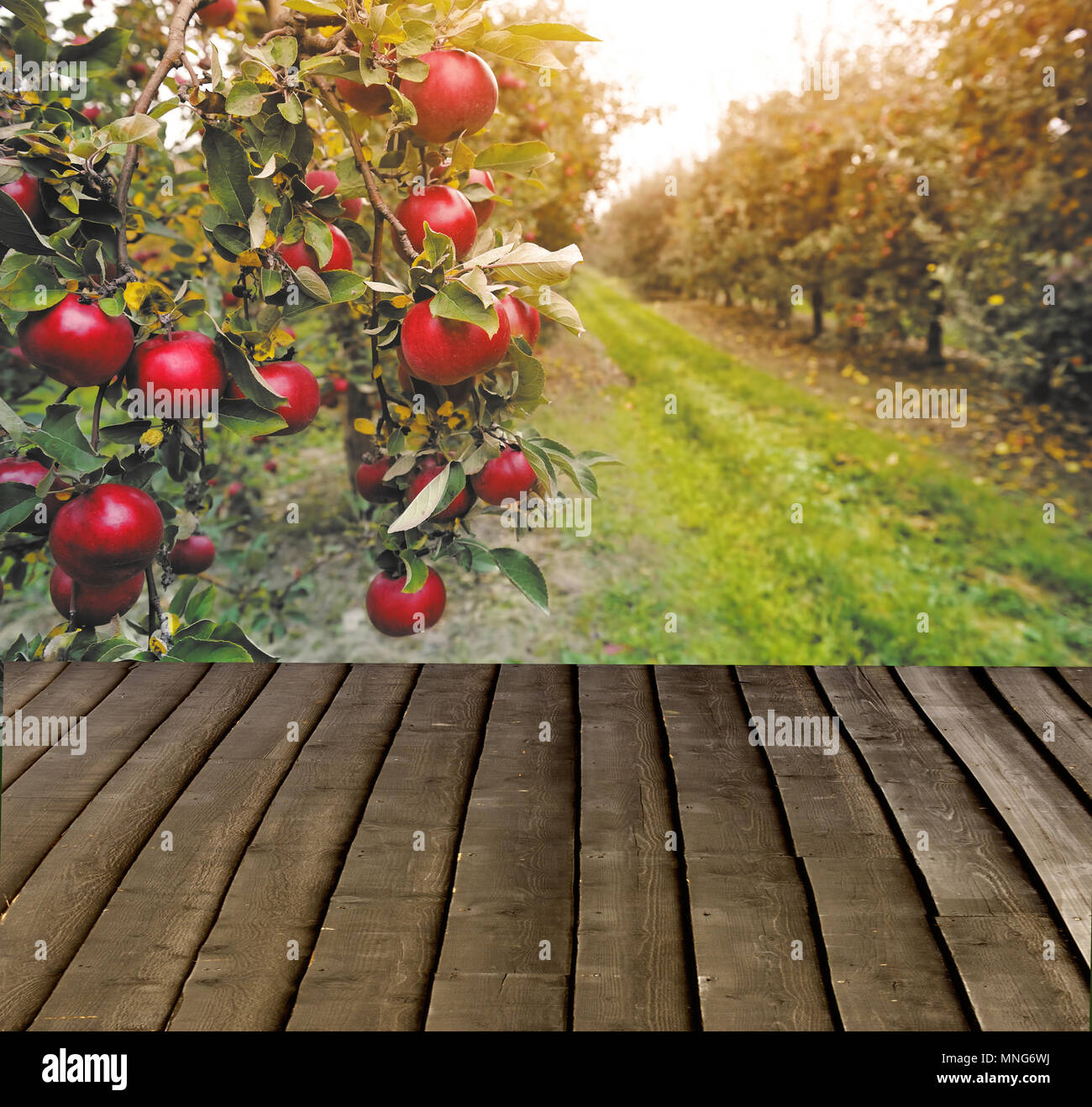 Organic apples hanging from a tree branch in an apple orchard. Wiew ...