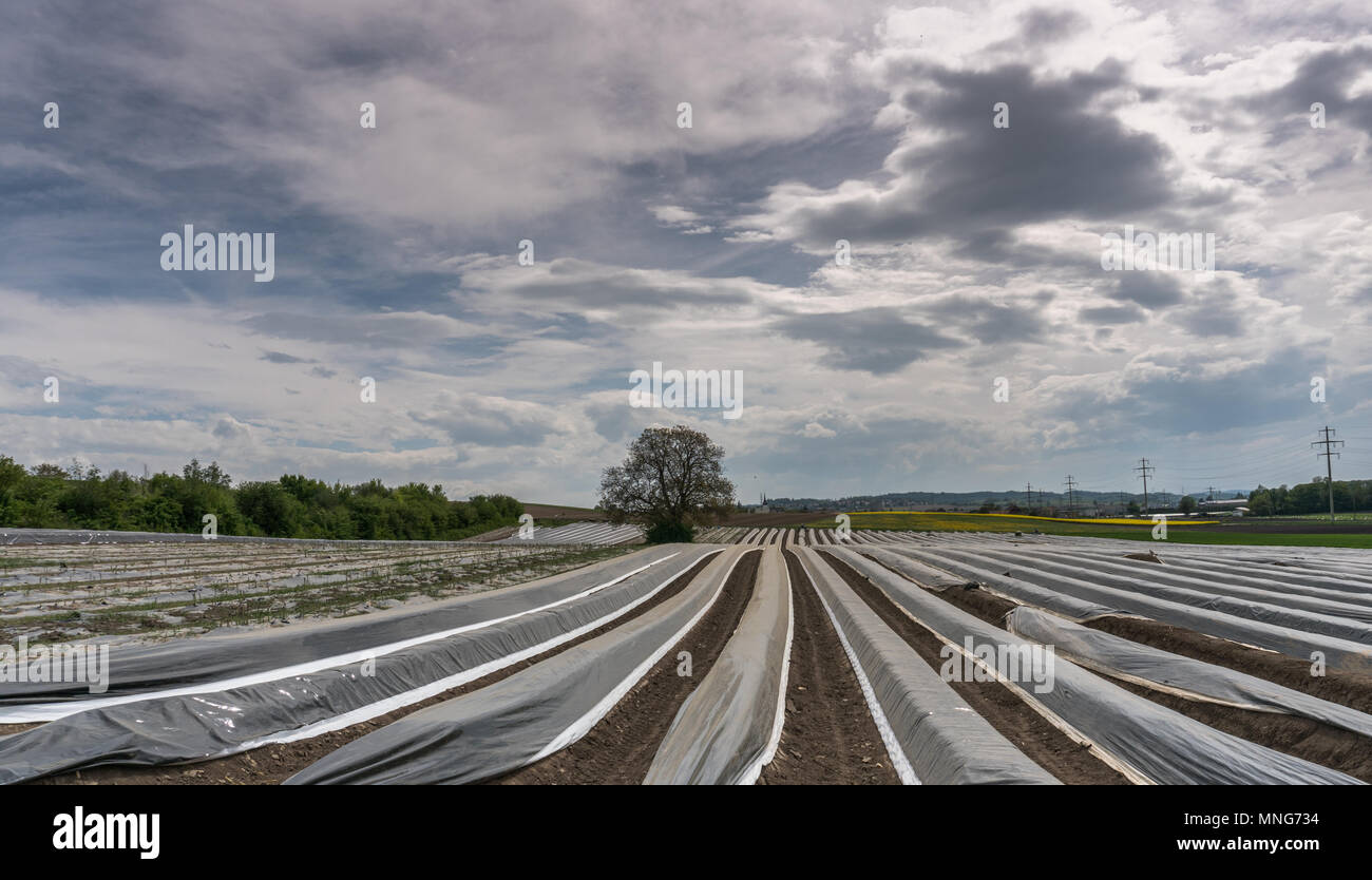 Uric acid food hires stock photography and images Alamy