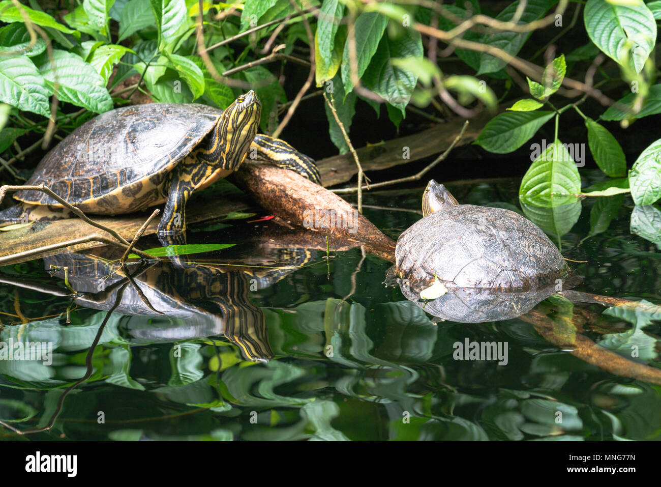 Freshwater turtles hires stock photography and images Alamy