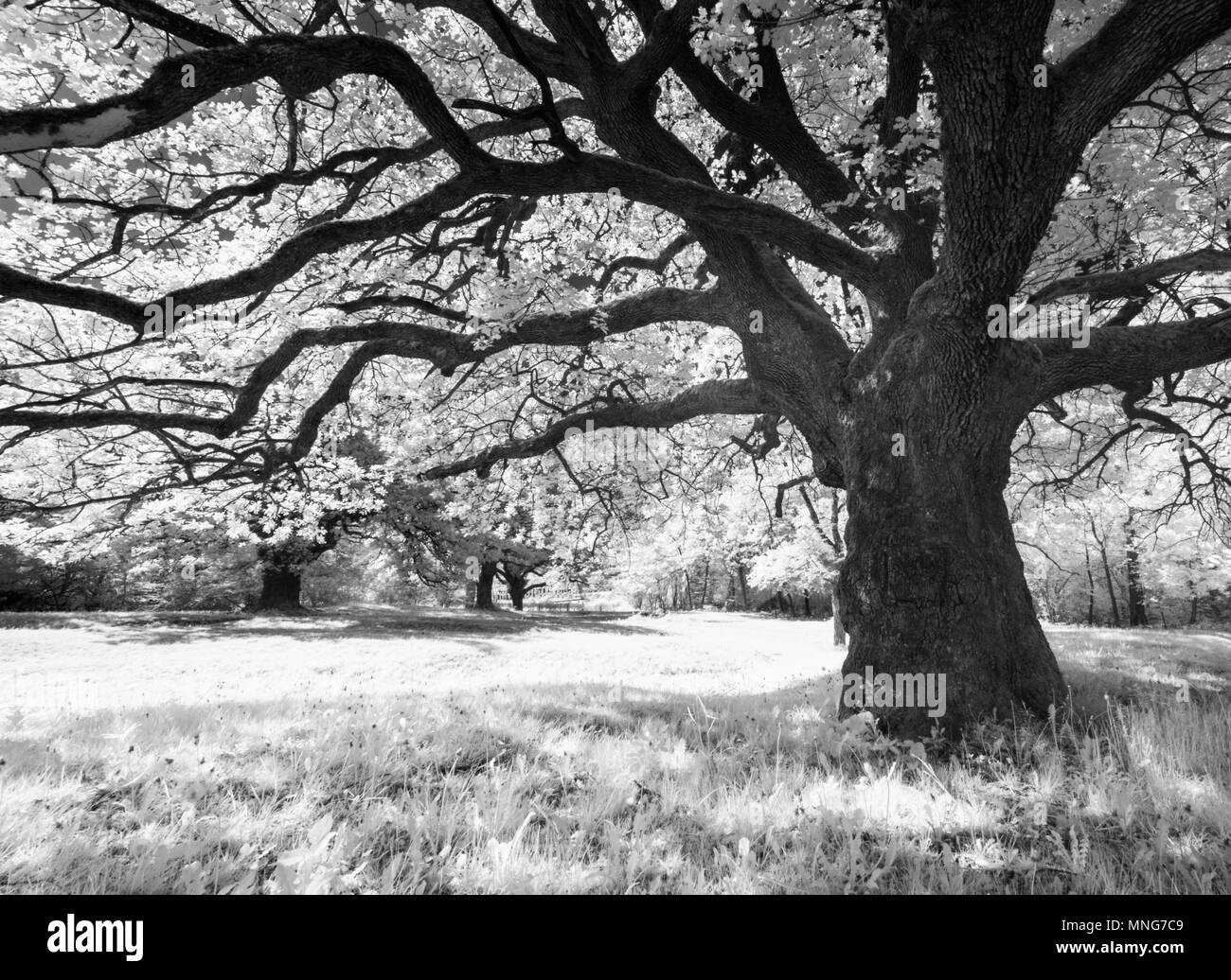 majestic old oak giving shade to a spring meadow in black and white Stock Photo