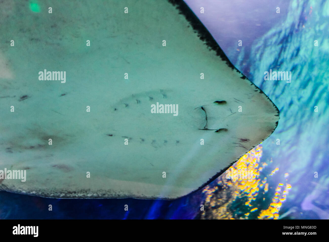 Sea Life Orlando Aquarium International Drive Attraction Florida Stock Photo Alamy