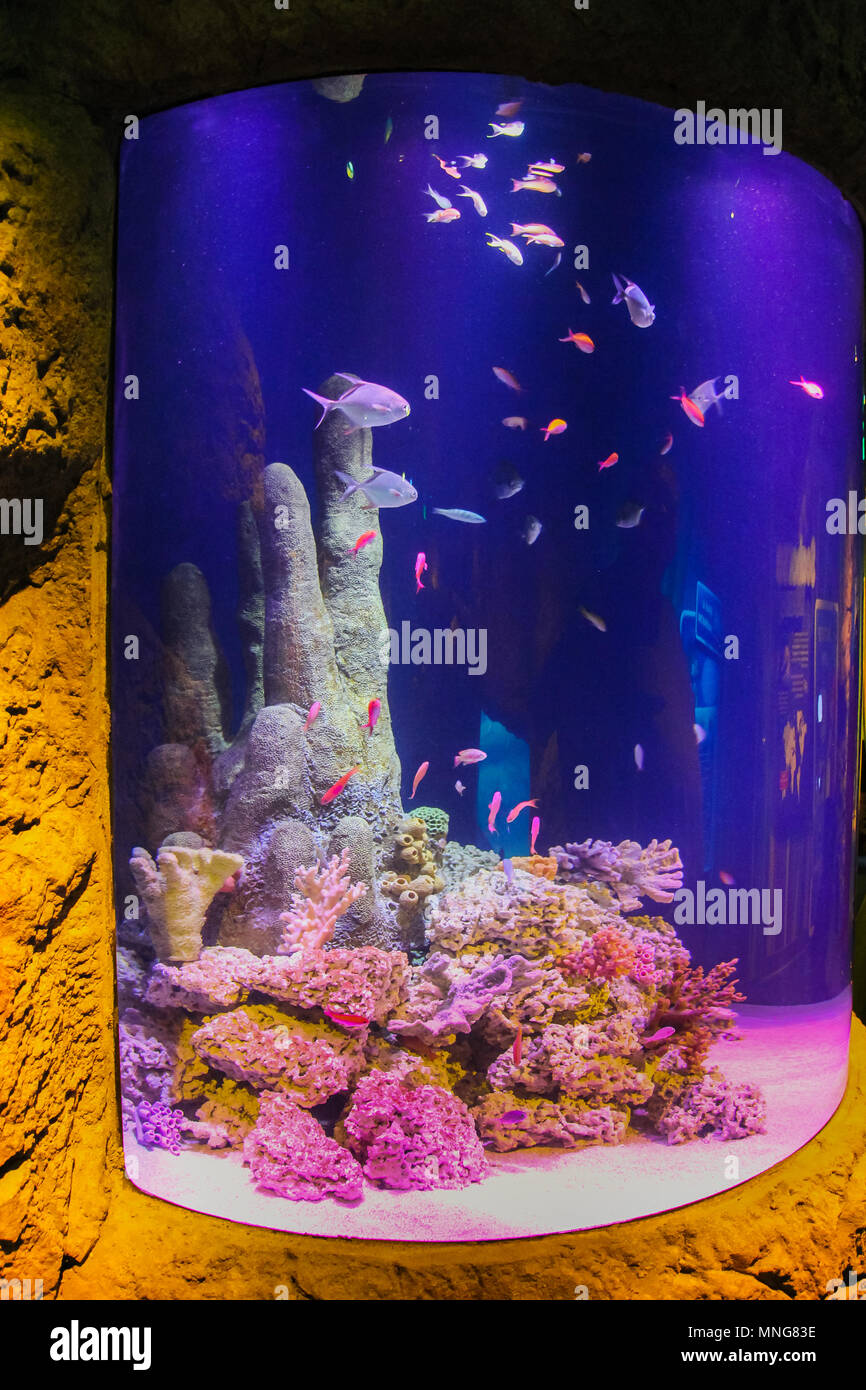 SEA LIFE Orlando Aquarium International Drive Attraction Florida Stock