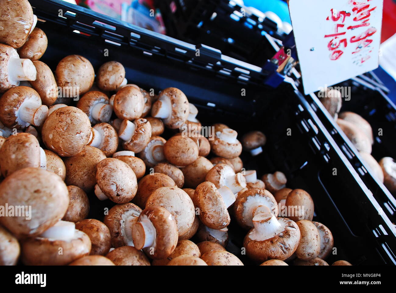 Group brown poisonous mushrooms in hires stock photography and images
