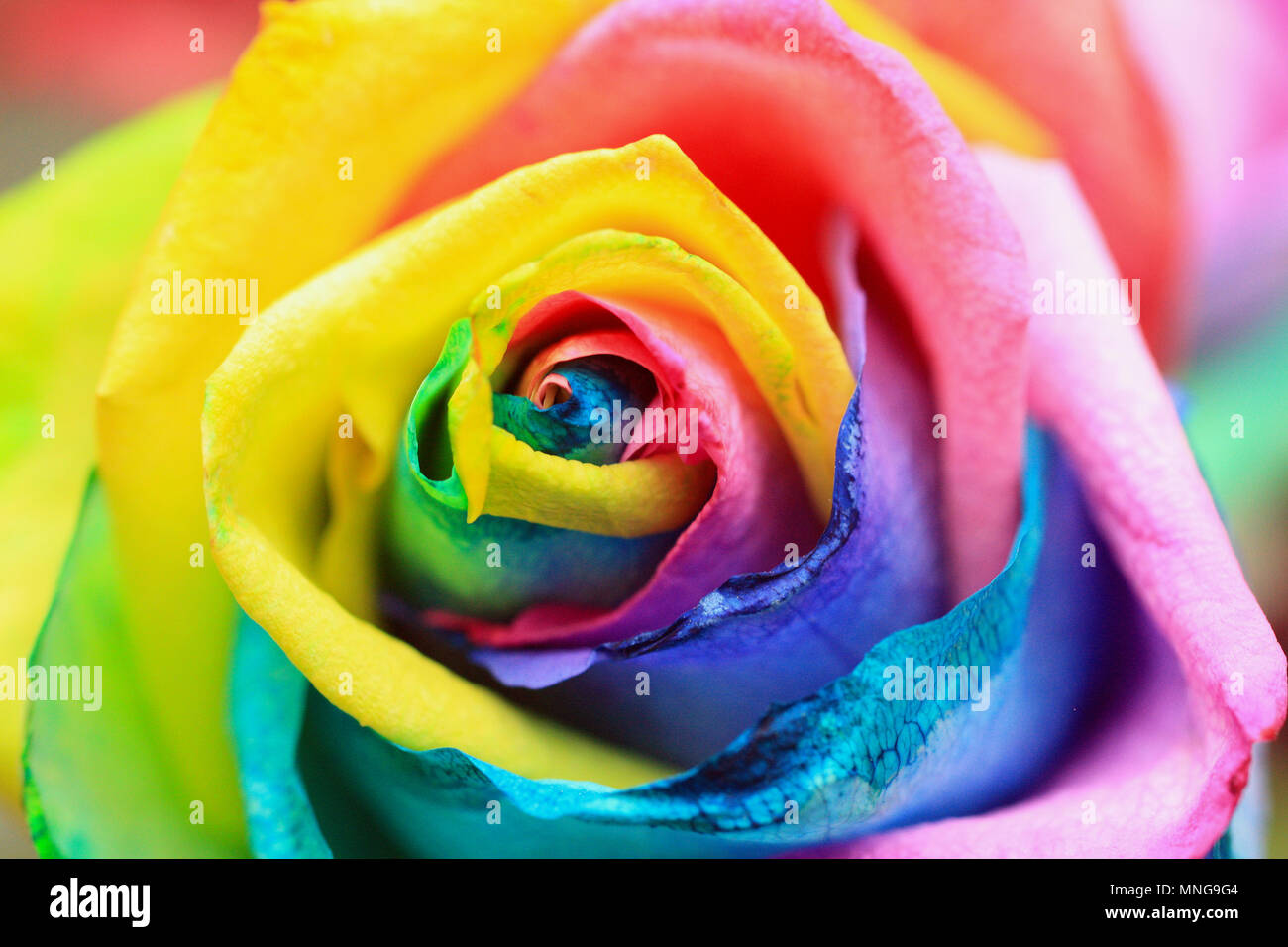 LGBT pride flag made of rose petals made into rose of rainbow colors. On a  rustic wooden background Stock Photo - Alamy