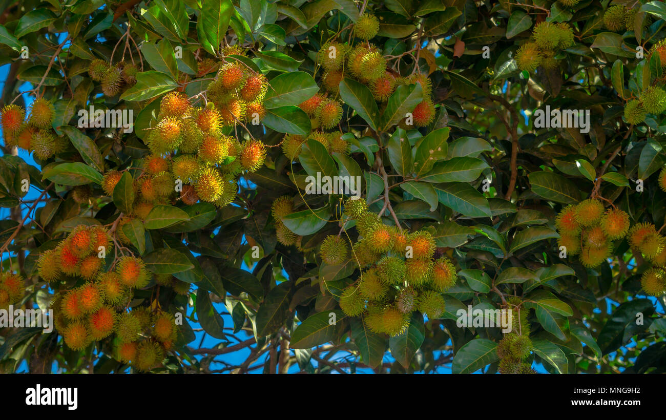 Rambutan tropical fruit south hi-res stock photography and images - Alamy