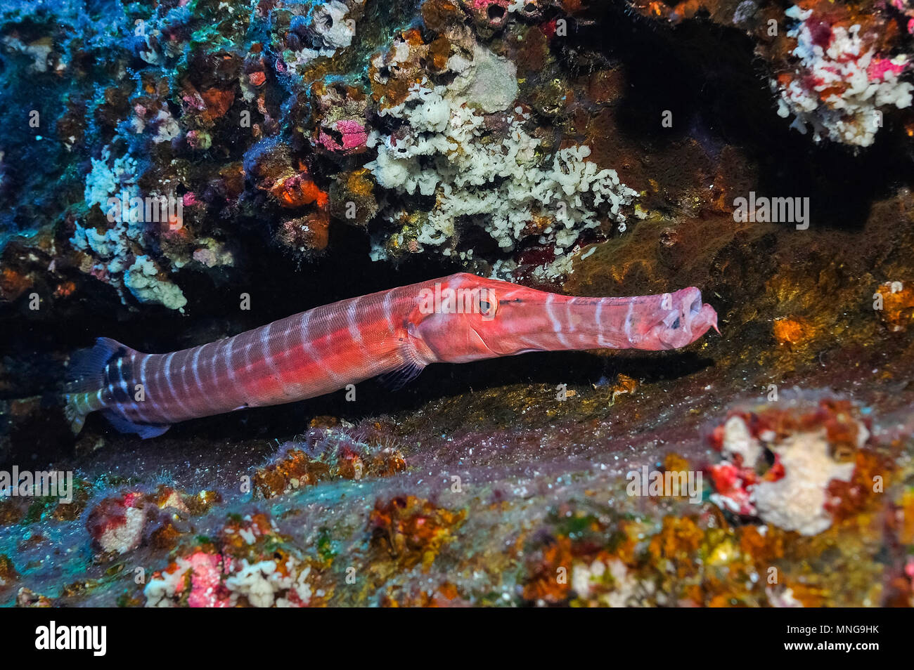 Trumpetfish, Aulostomus chinensis, Revillagigedo Islands, Roca Partida ...