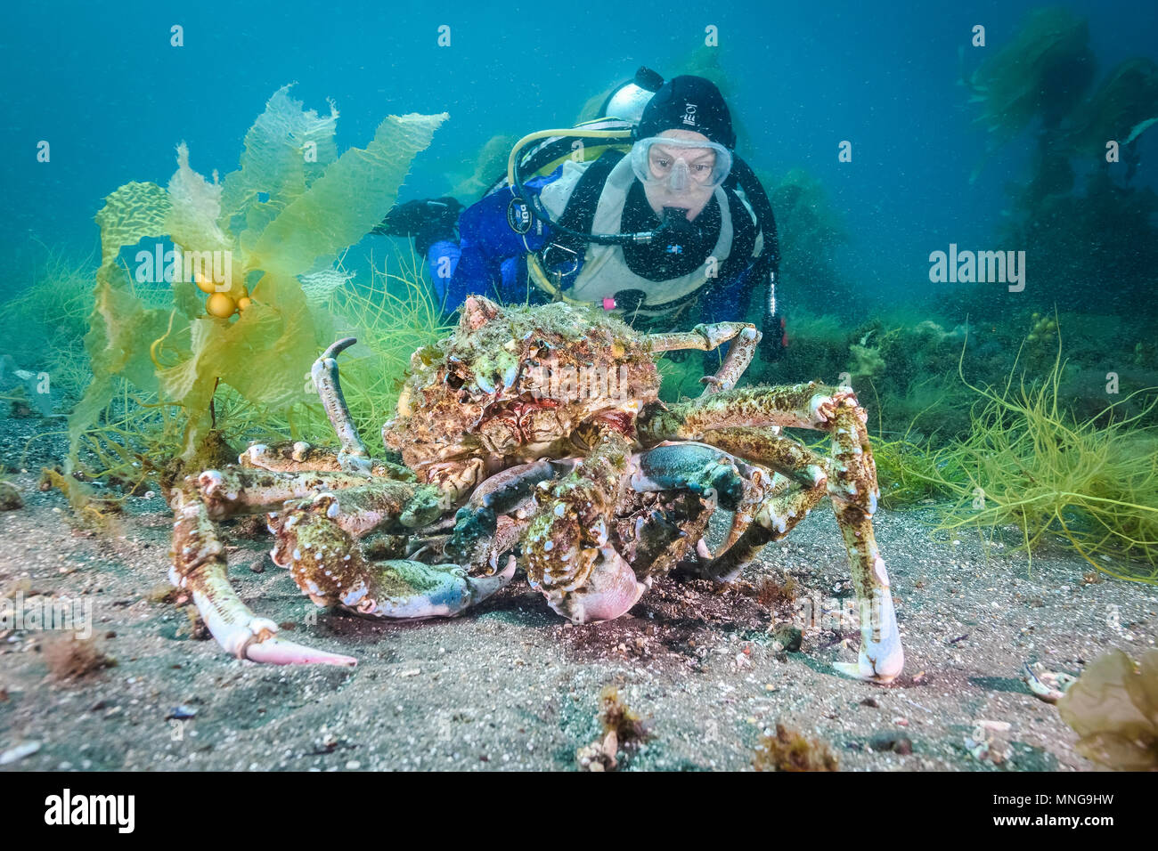 masking crab, Loxorhynchus crispatus, mating, and woman scuba diver, Anacapa Island, Channel Islands, Channel Islands National Park, California, USA,  Stock Photo