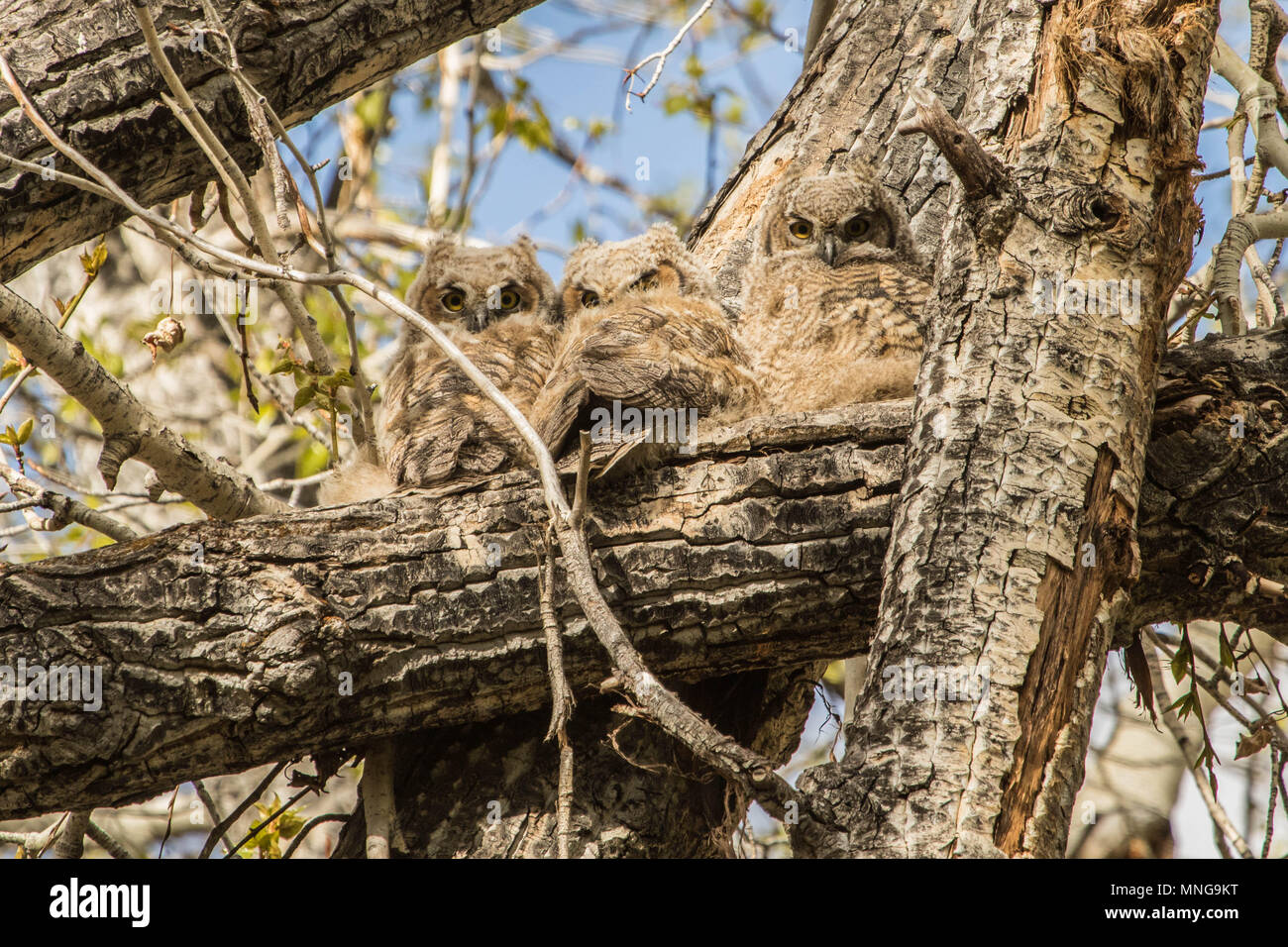 Three Great Horned Owlets Stock Photo