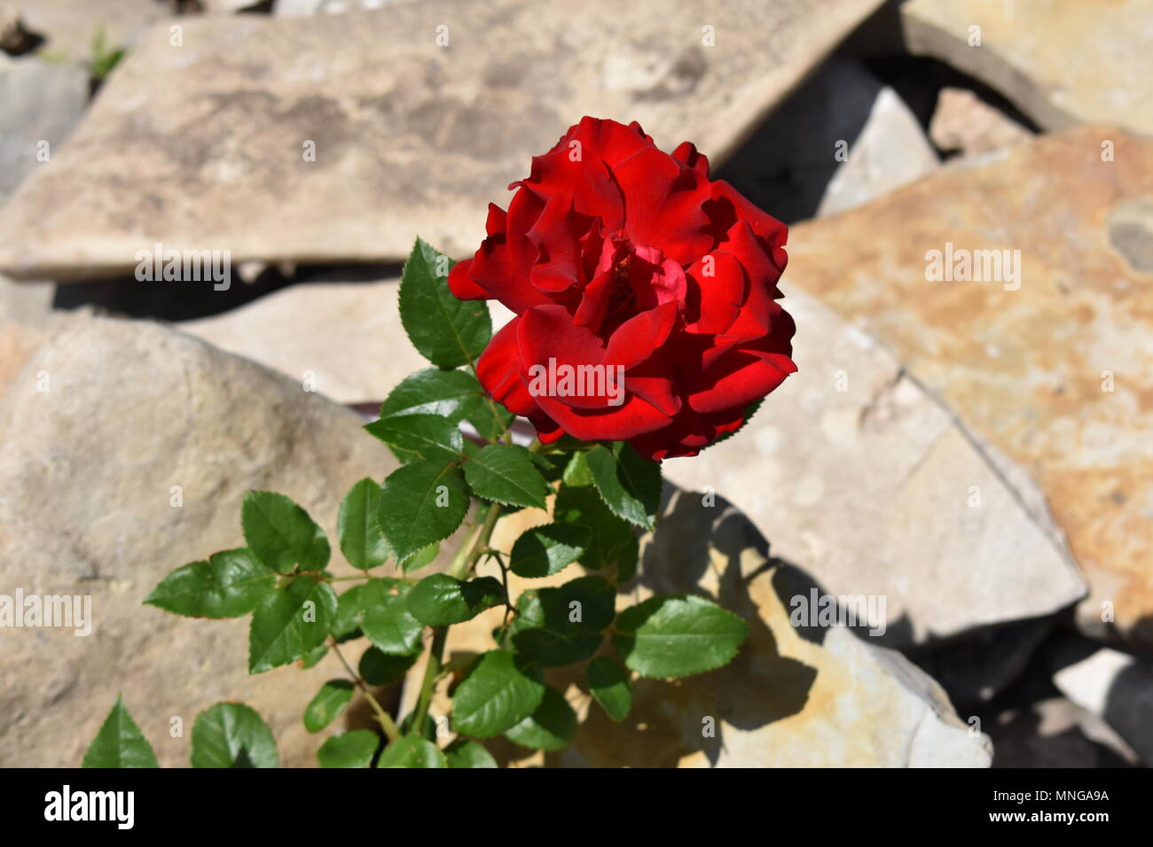 Red Rose Roots Rose plant roots hi-res stock photography and images - Alamy