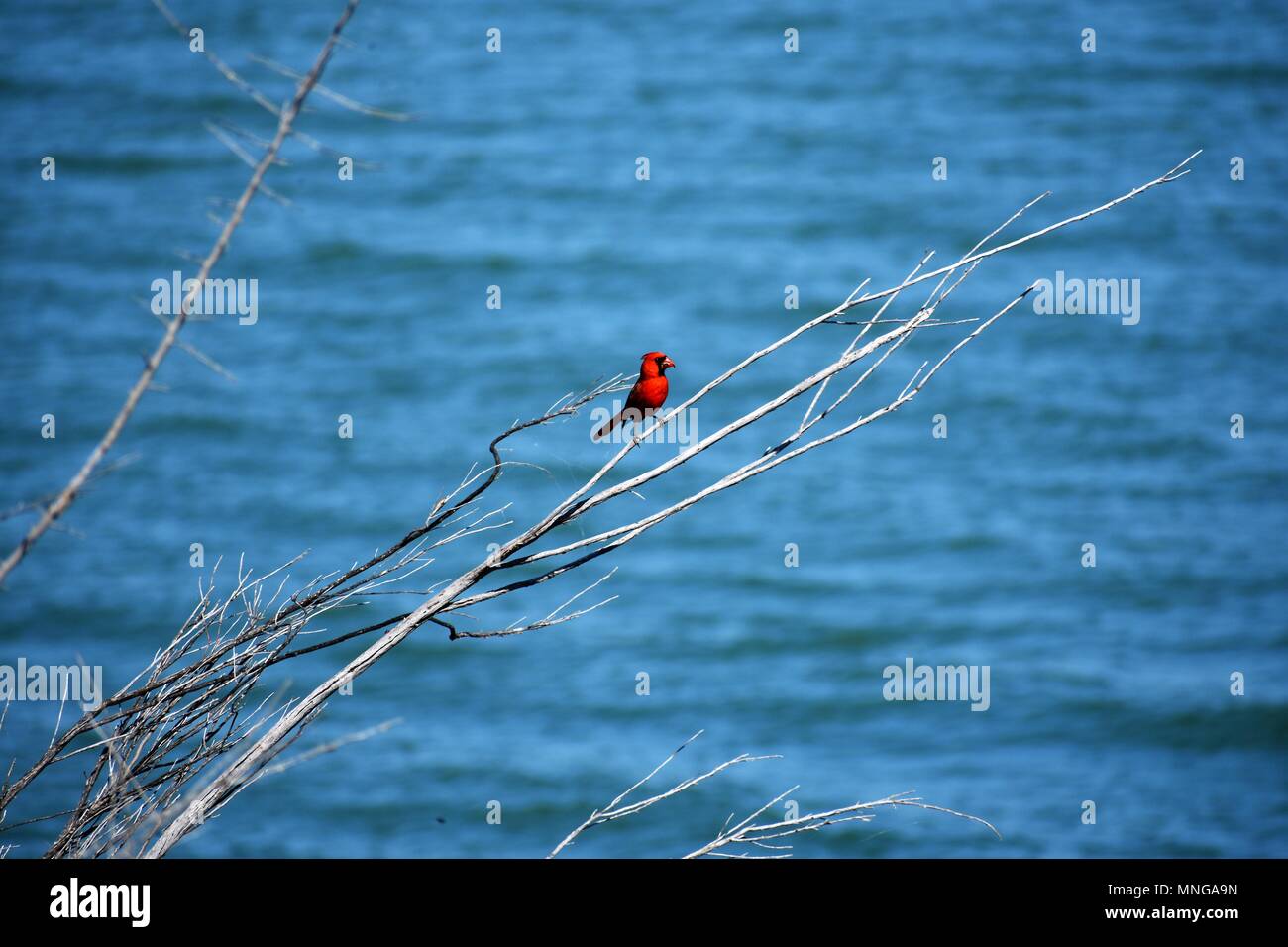 Cardinal with water background Stock Photo