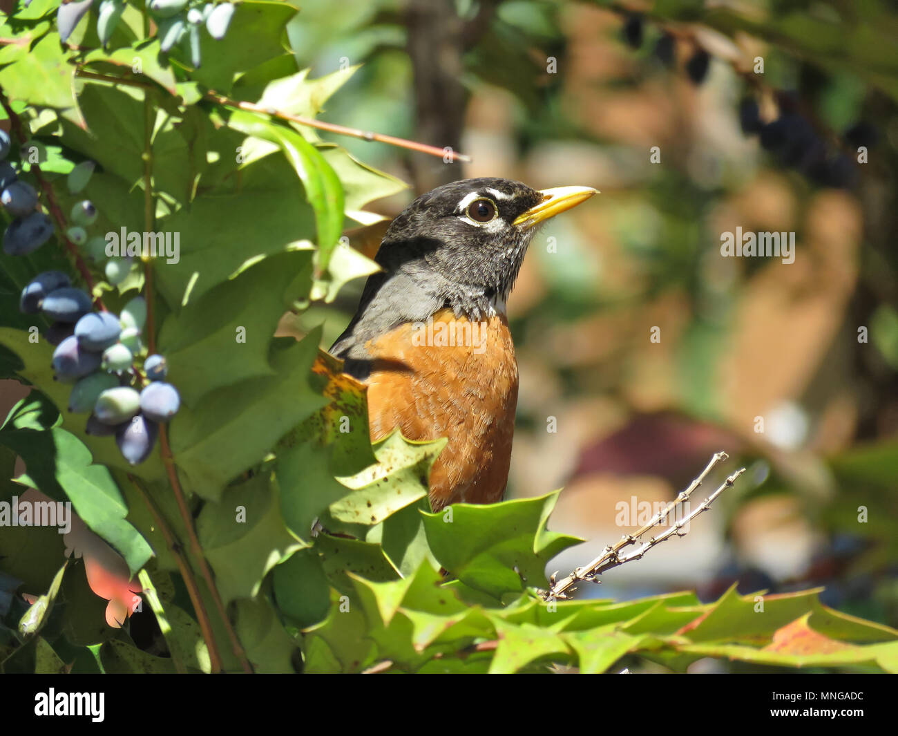 American robin (Turdus migratorius) sitting in an Oregon grape (Mahonia ...