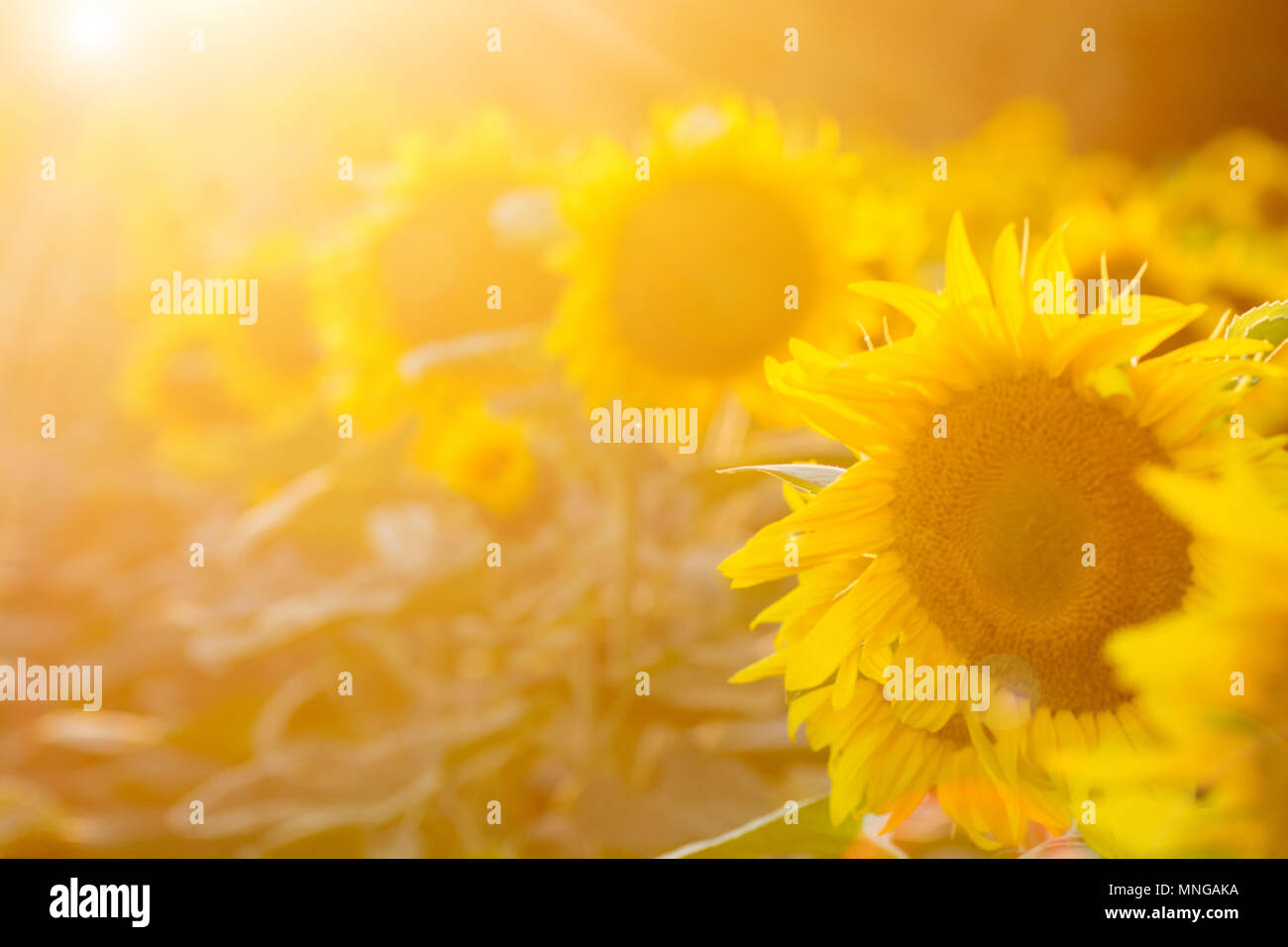 Sunflower field at sunset. Filtered Instagram effect Stock Photo Alamy