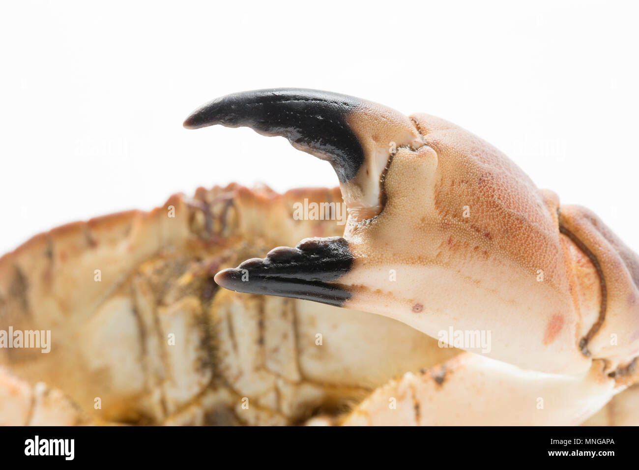A female, or hen, edible crab Cancer pagurus, caught in a crab pot in