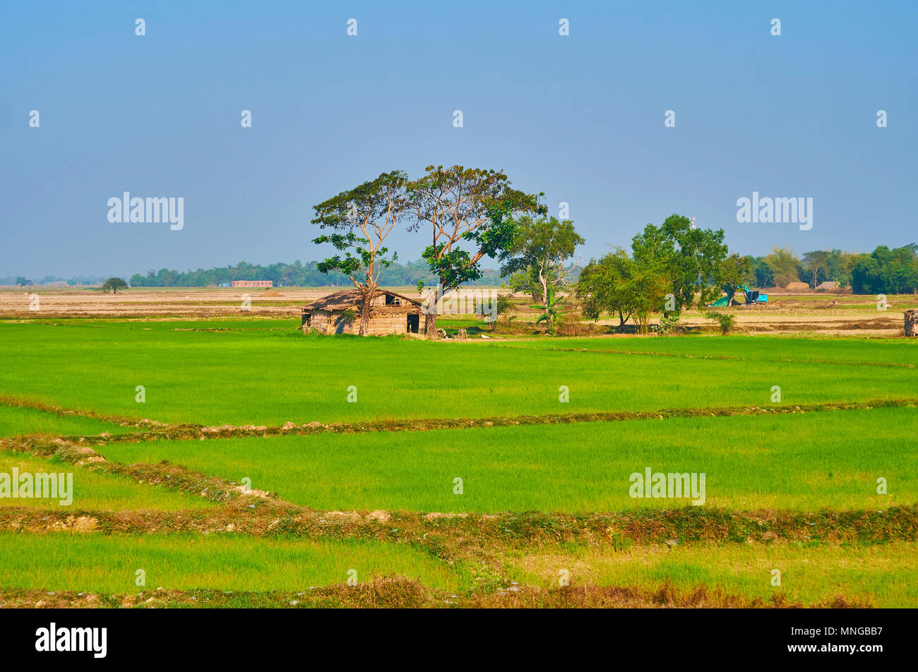 The small farmer's house under the trees with juicy green paddy-fields on the foreground, Bago Region, Myanmar. Stock Photo
