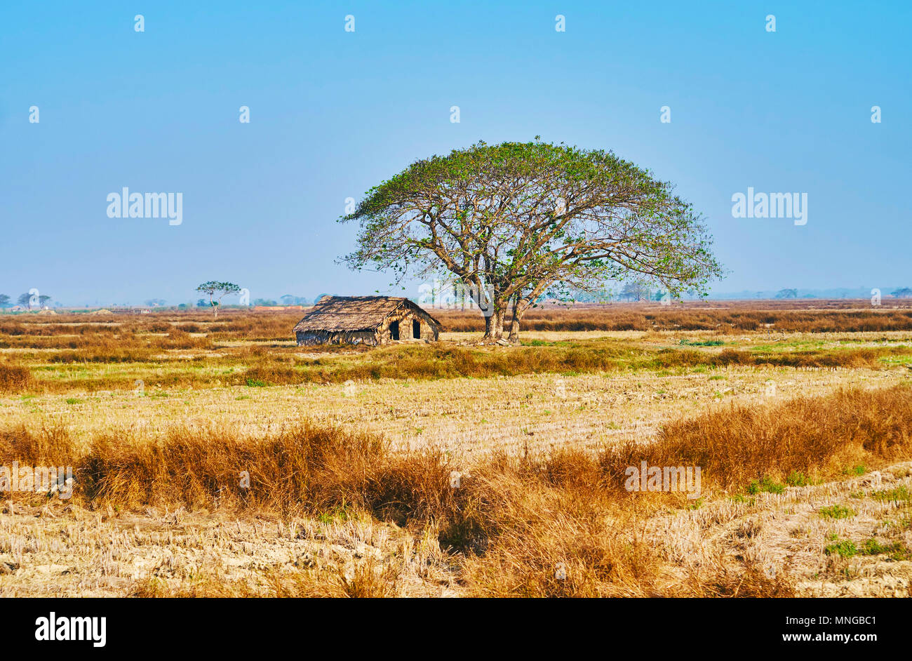 The tiny house made of palm leaves and bamboo under the giant umbrella-shaped tree in middle of yellow stubble field, Bago Region, Myanmar. Stock Photo