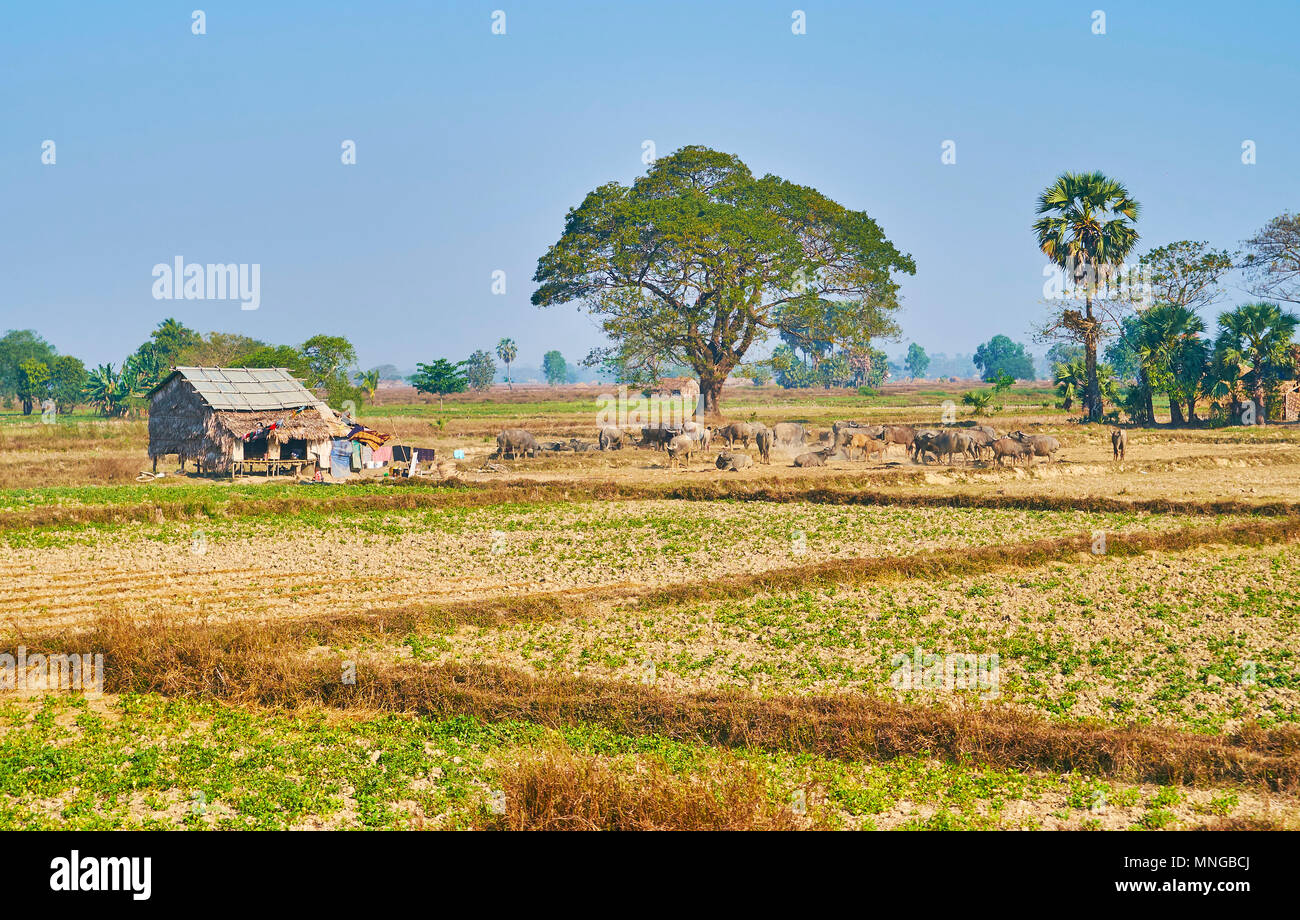 Bago Region boasts scenic rural landscapes with fields and meadows on the plains, beautiful umbrella-shaped trees, tiny woven bamboo and palm leaves h Stock Photo