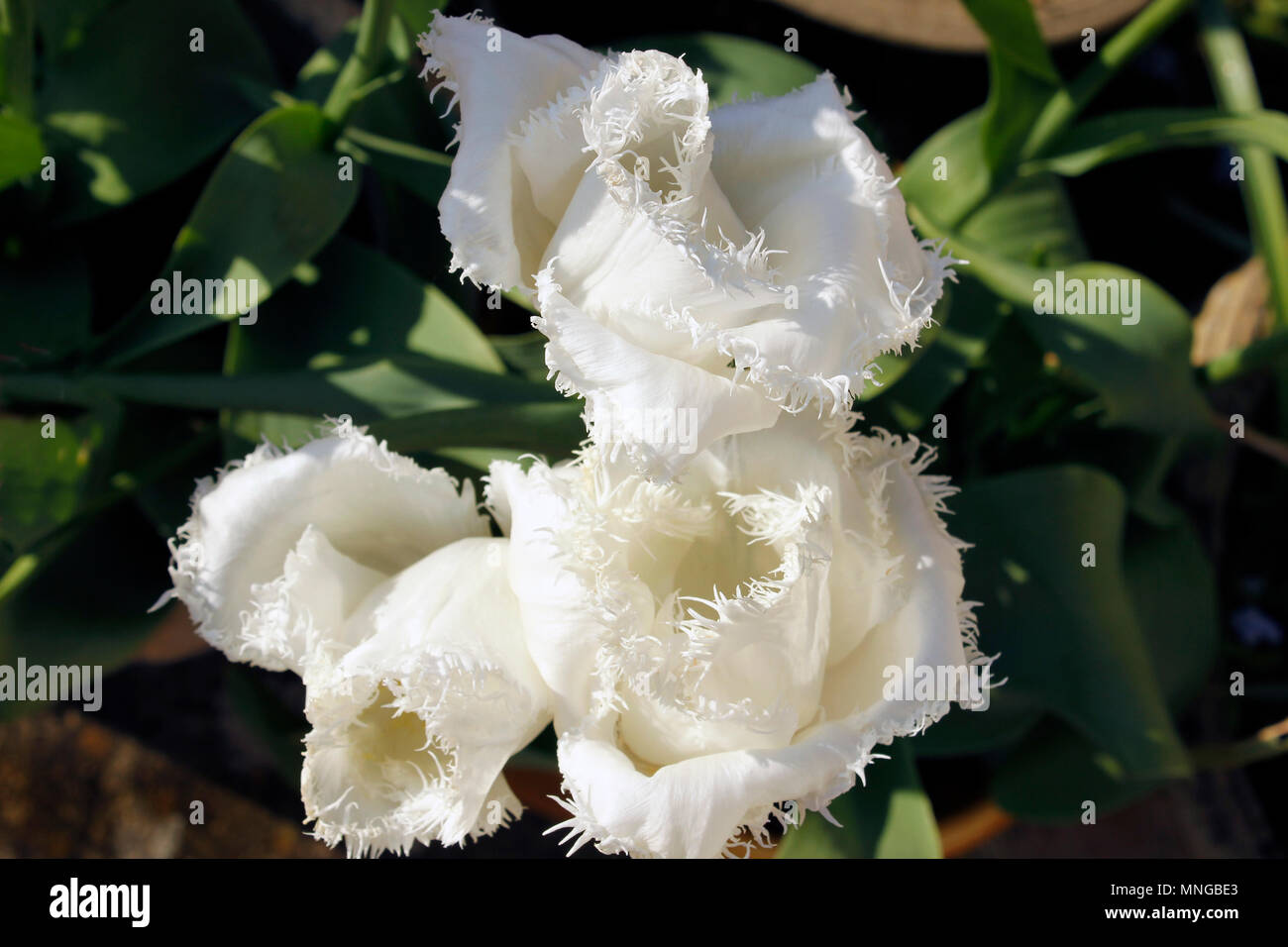 Pure white Tulip Daytona flowers in spring Stock Photo Alamy
