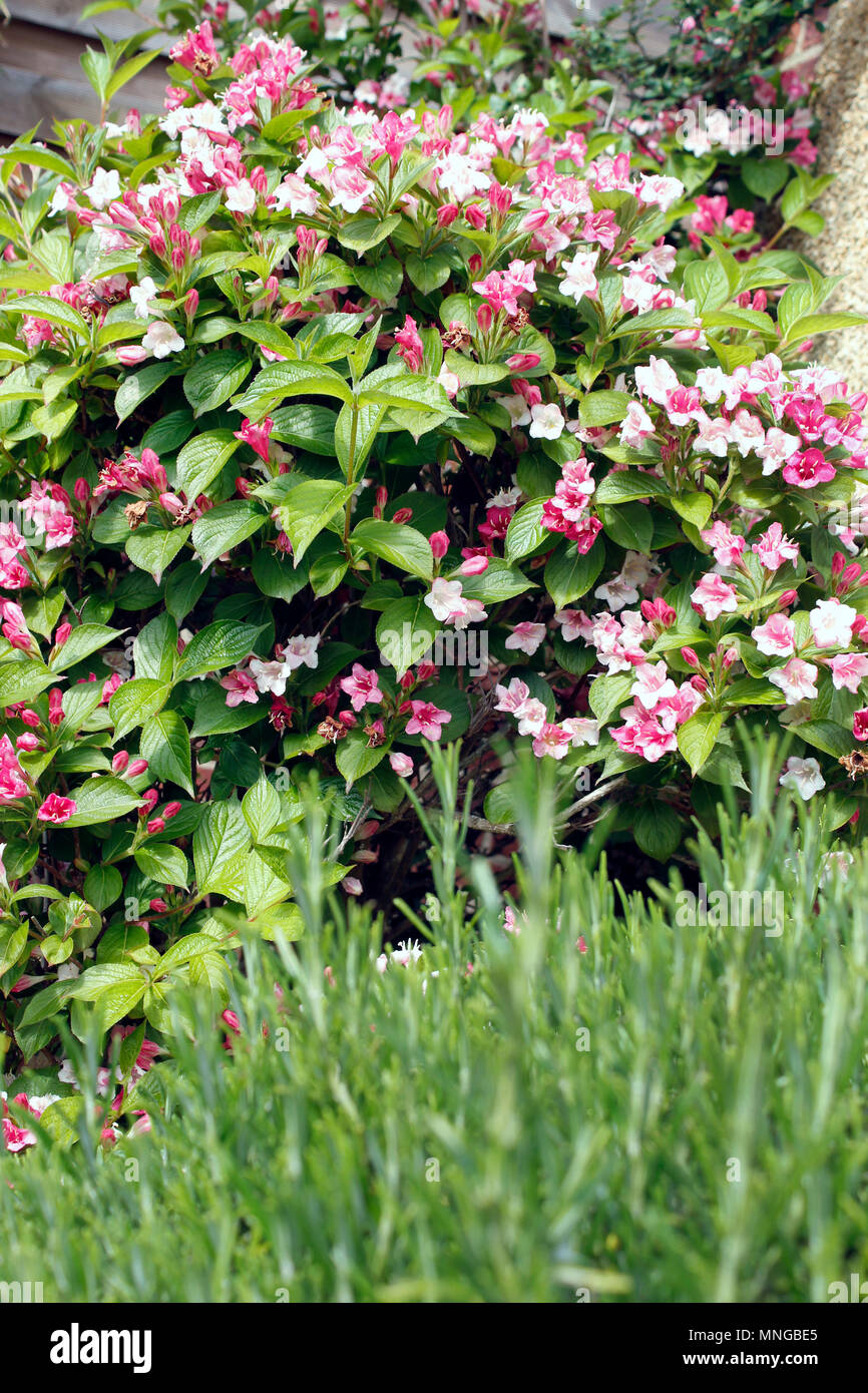 Weigela florida 'Bristol Ruby' shrub in flower Stock Photo