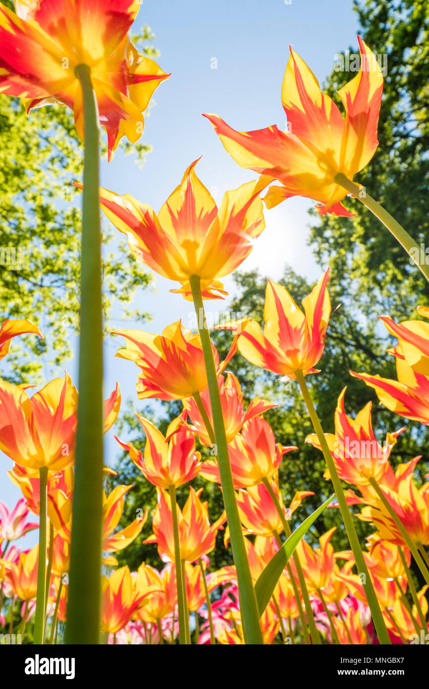 colorful tulips are in full bloom and directed towards the sun with their beautiful colors against a blue sky Stock Photo