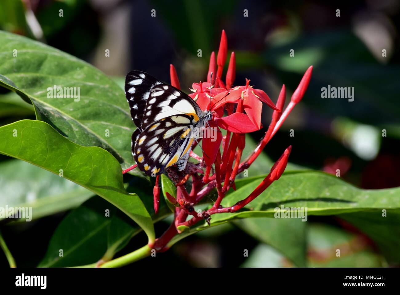 Belenois java teutonia hi-res stock photography and images - Alamy