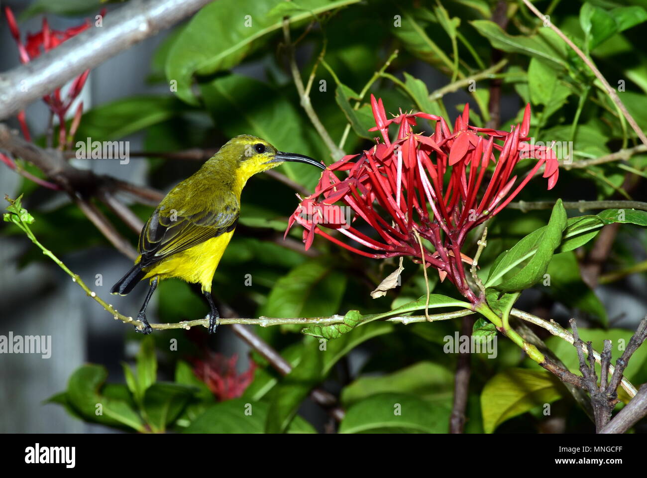 olive backed sunbird Stock Photo