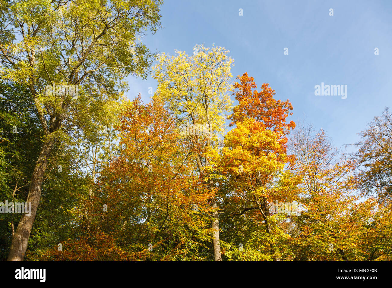 Mixed tall trees (maples, Acers) in glorious autumn colours, Batsford Arboretum, Batsford, Moreton-in-Marsh, Gloucestershire, blue sky on a sunny day Stock Photo