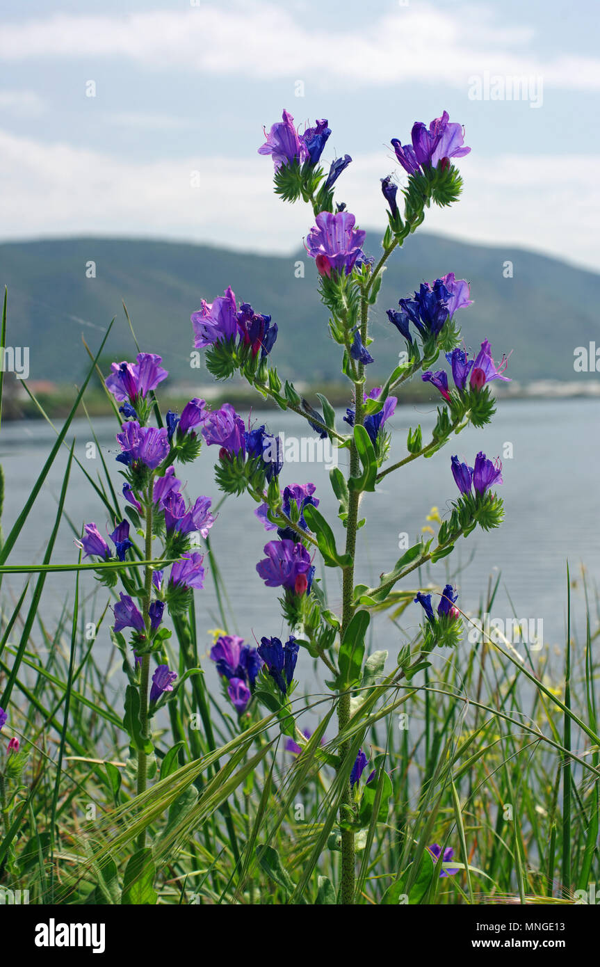 Echium plantagineum, the Purple viper's-bugloss or Paterson's curse, family Boraginaceae. Background: Lago lungo near Fondi and Sperlonga (Italy) Stock Photo