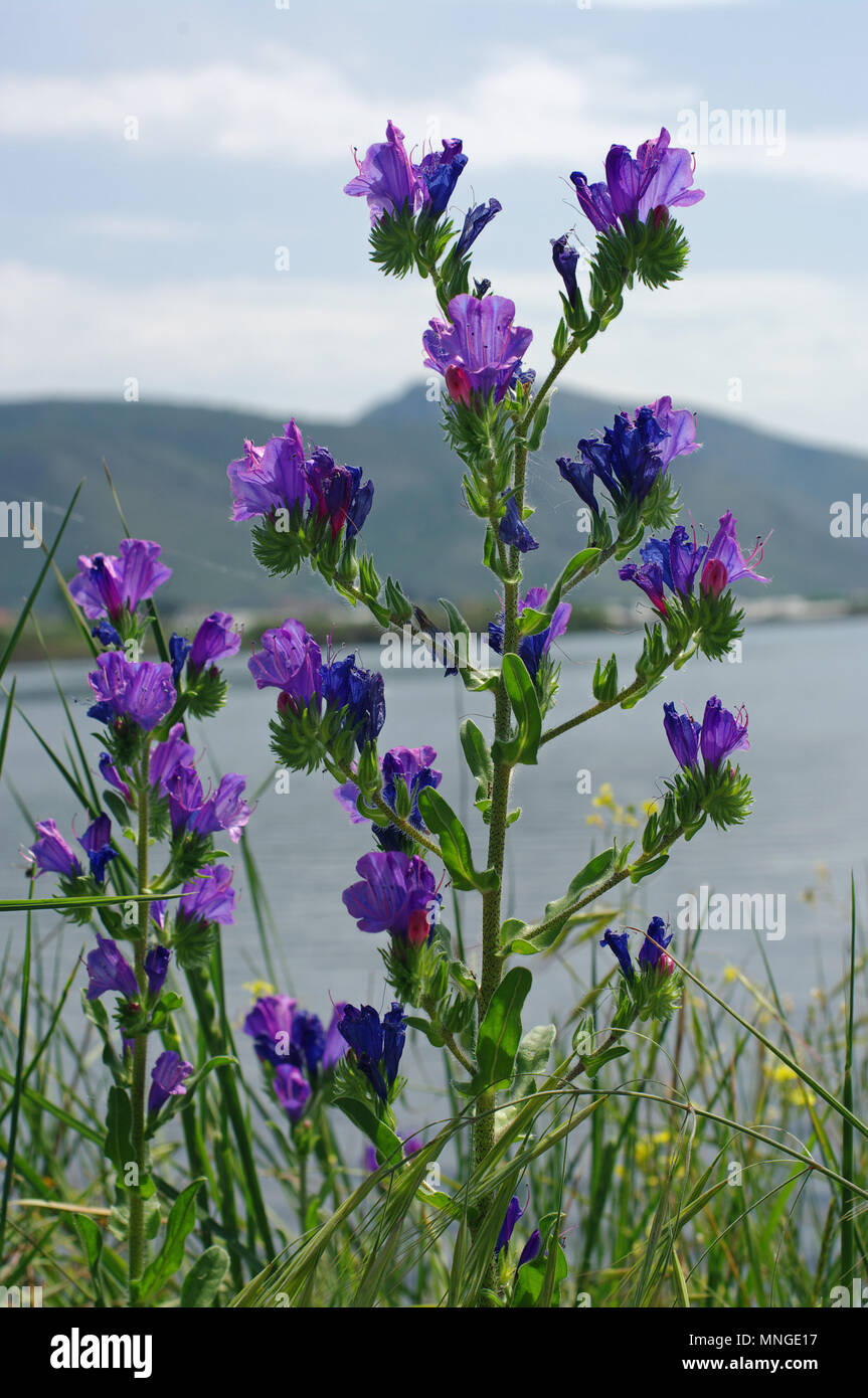 Echium plantagineum, the Purple viper's-bugloss or Paterson's curse, family Boraginaceae. Background: Lago lungo near Fondi and Sperlonga (Italy) Stock Photo