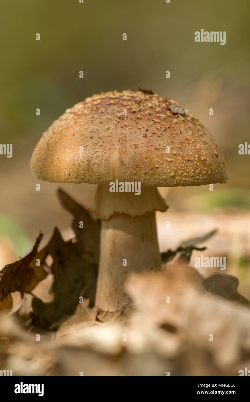 Nice blusher mushroom in a autumn forest Stock Photo